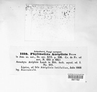 Phyllosticta atriplicis image